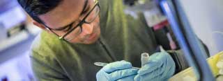 A researcher wearing gloves uses a steel instrument to examine a specimen.