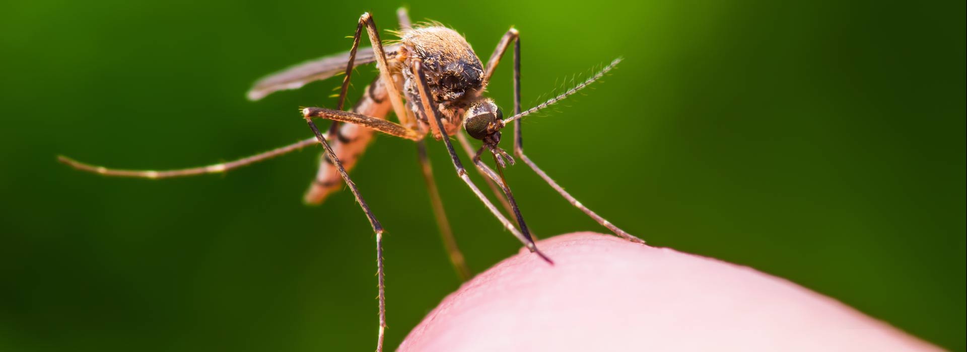 Close-up shot of a mosquito