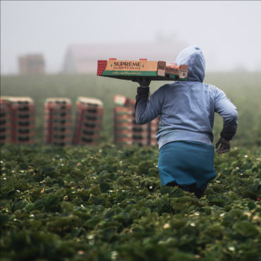 Field worker in grey hoodie holding strawberry