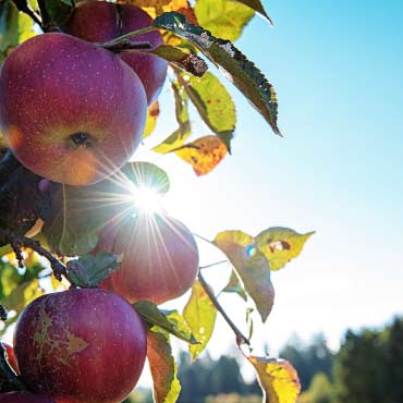 Apples on a tree