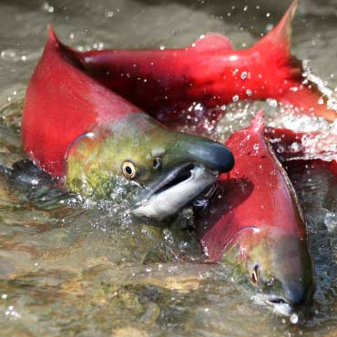 Salmon swimming in the river
