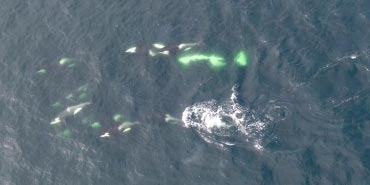 Aerial shot of orcas swimming in the ocean