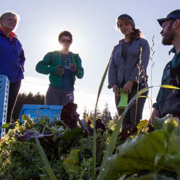 Four people harvesting in field