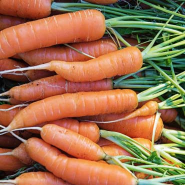 Carrots