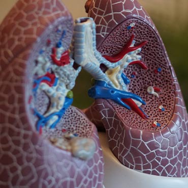 Model lungs