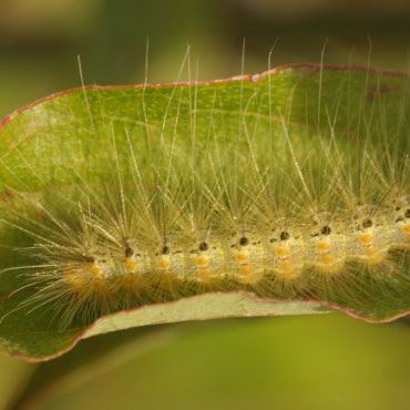fall webworm