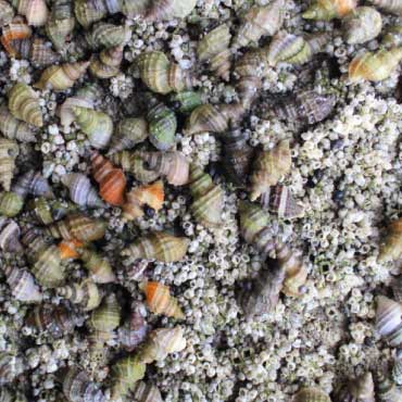 Nucella lamellosa or frilled dogwinkles