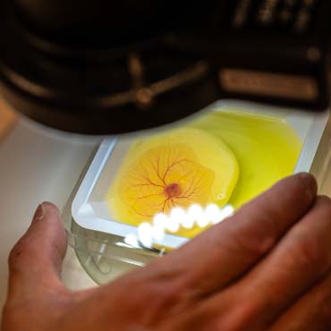 Chicken egg in a petri dish under microscope