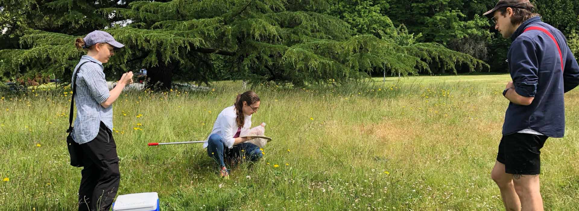 Three undergraduate UBC work learn students help to collect data on flowers and pollinators in a park with a pollinator meadow.