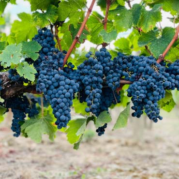 An abundance of wine grapes in a vineyard