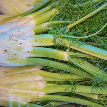 Close-up of fresh fennel bulbs with green stalks and feathery leaves.