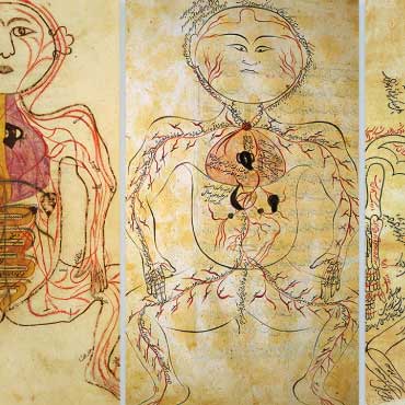 Composite features anatomical illustrations from medieval Islamic medical manuscripts, including depictions of the vascular and nervous systems by Persian scholars such as Ibn Sina and Mansur ibn Ilyas, revealing an early and remarkably detailed understanding of human physiology.