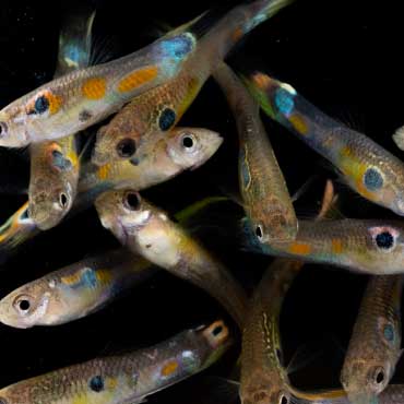 guppies