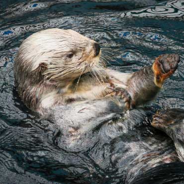 Sea otter floating on water