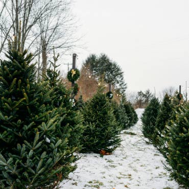 Christmas trees outside