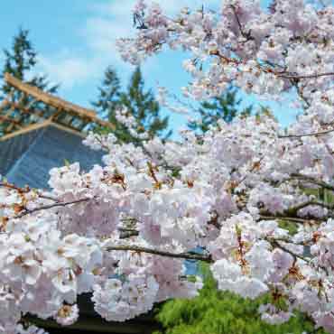 Cherry blossom tree in Vancouver