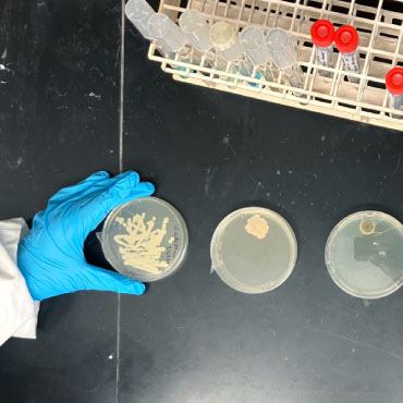 Scentist handling petri dishes