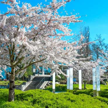 Cherry blossoms at UBC Vancouver campus