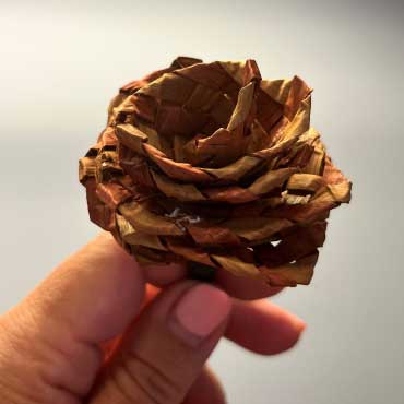 Hand holding cedar rose